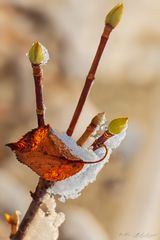 Frühling-Herbst-Winter