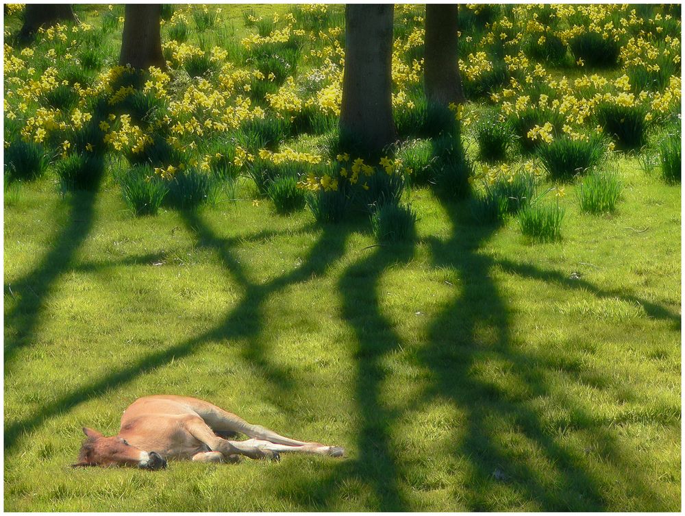 Frühling - Herrliche von Ole Yssing 