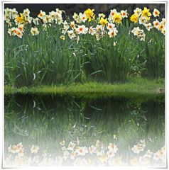 Frühling hier am Weiher