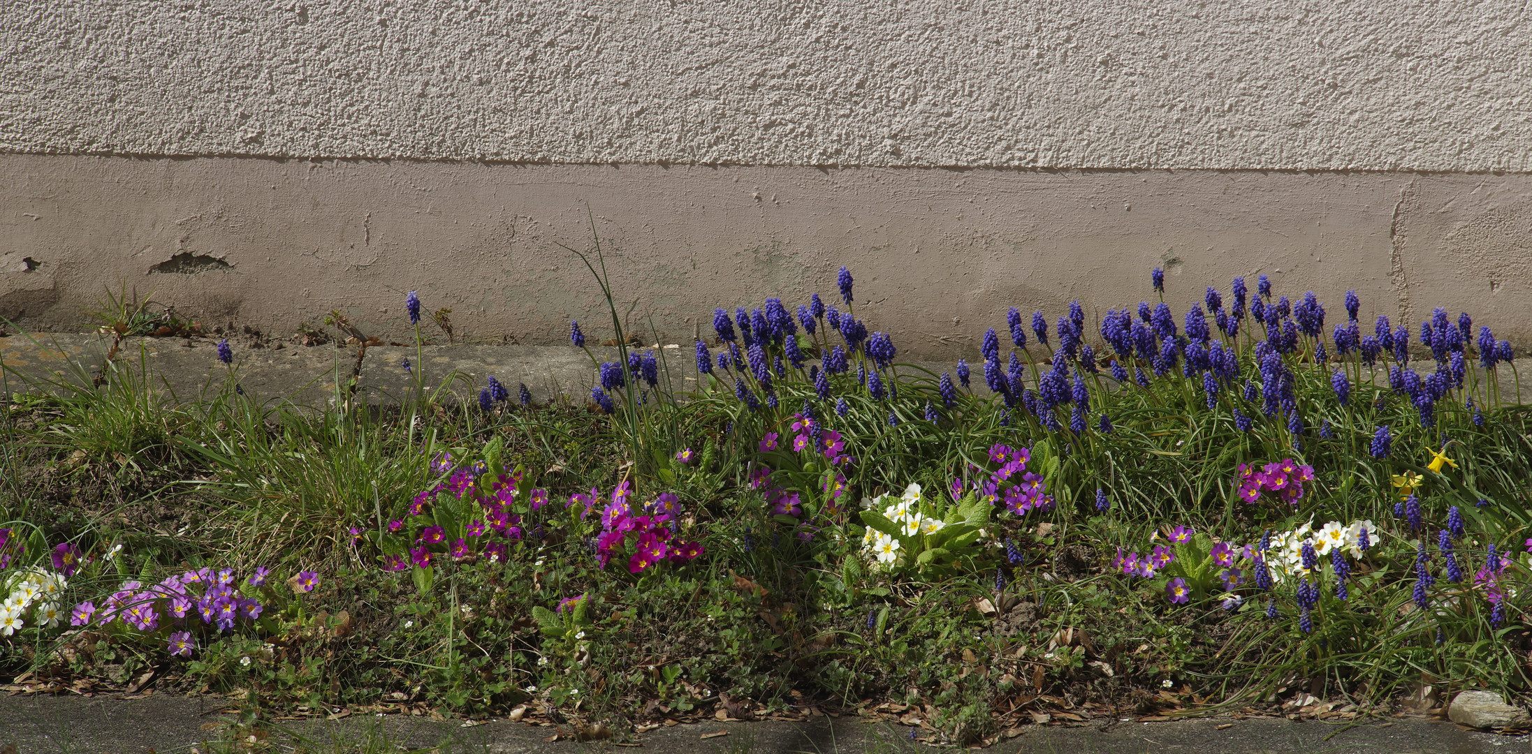 ...Frühling hinter dem Haus