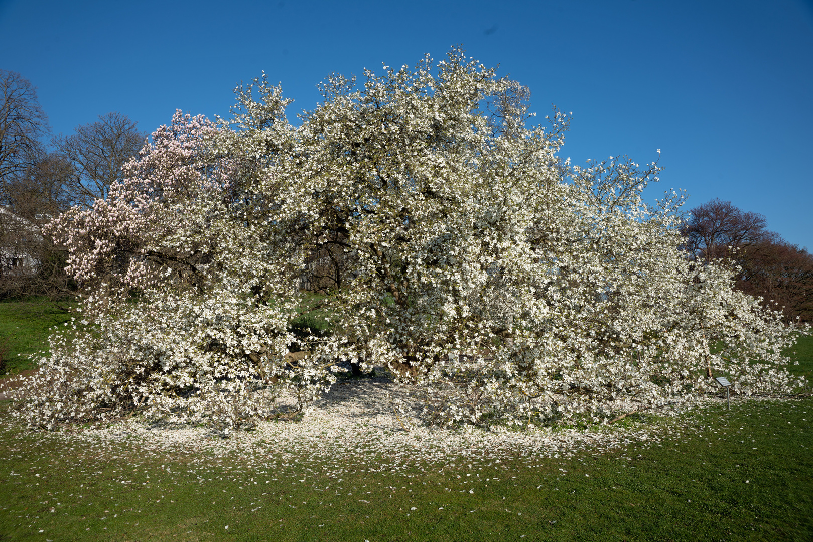 Frühling - Hoffnung 