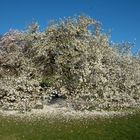 Frühling - Hoffnung 