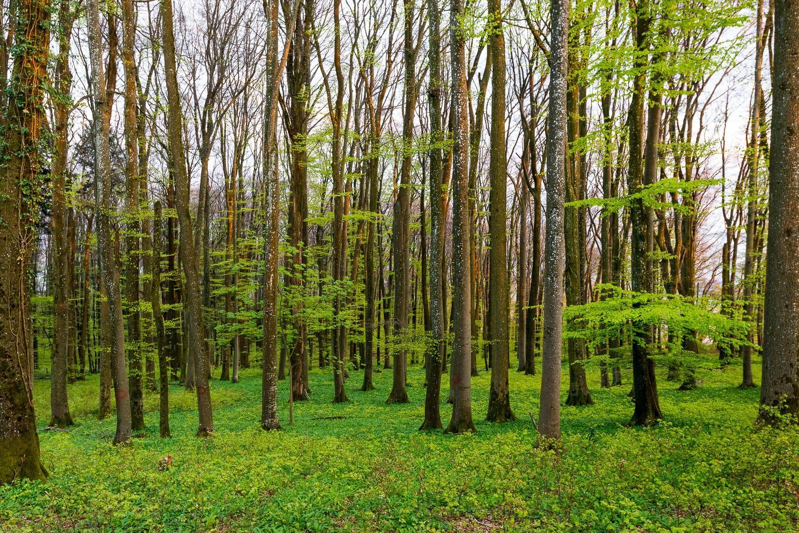 Frühling Hombergegg