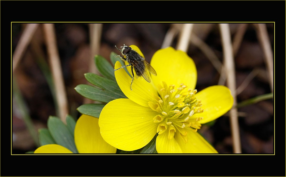 Frühling I