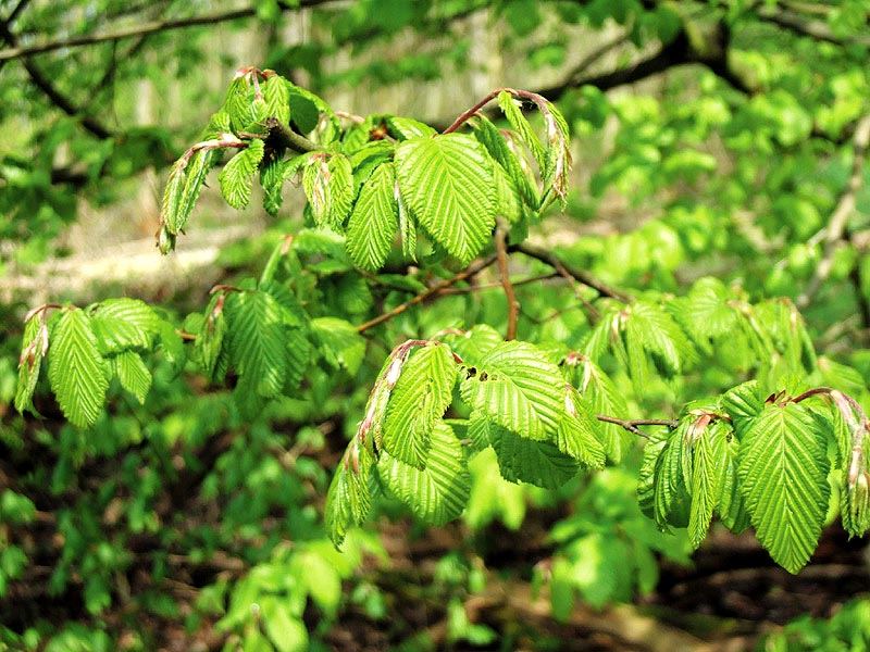 frühling I...