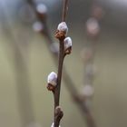 Frühling I