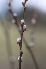 Frühling I