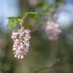 Frühling I