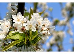 Frühling I