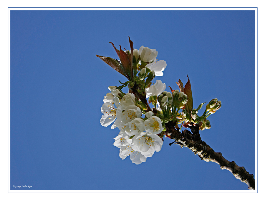 Frühling I