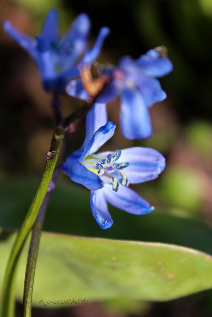 Frühling ( I )