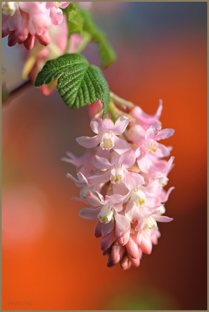 Frühling I