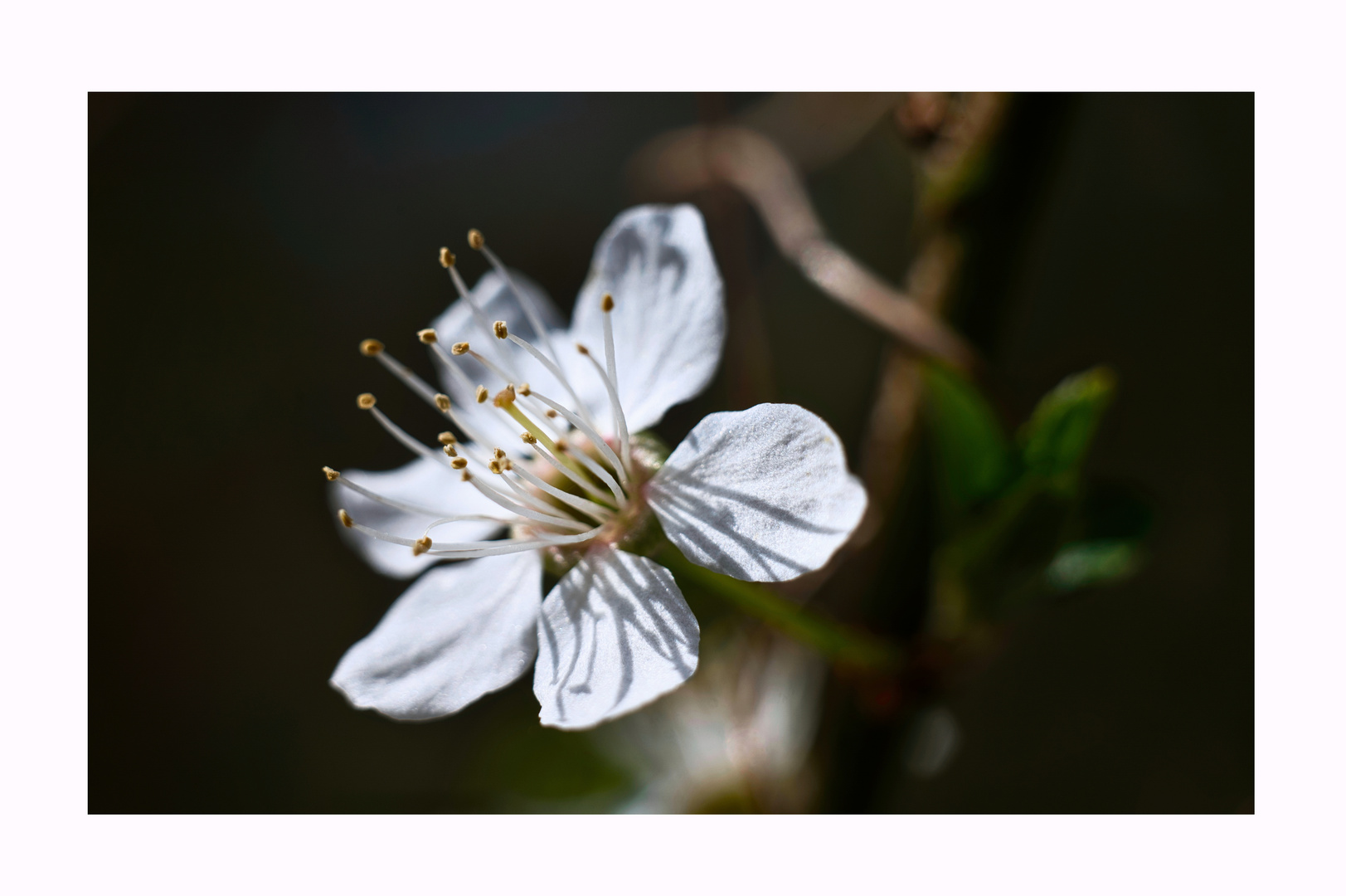 Frühling I