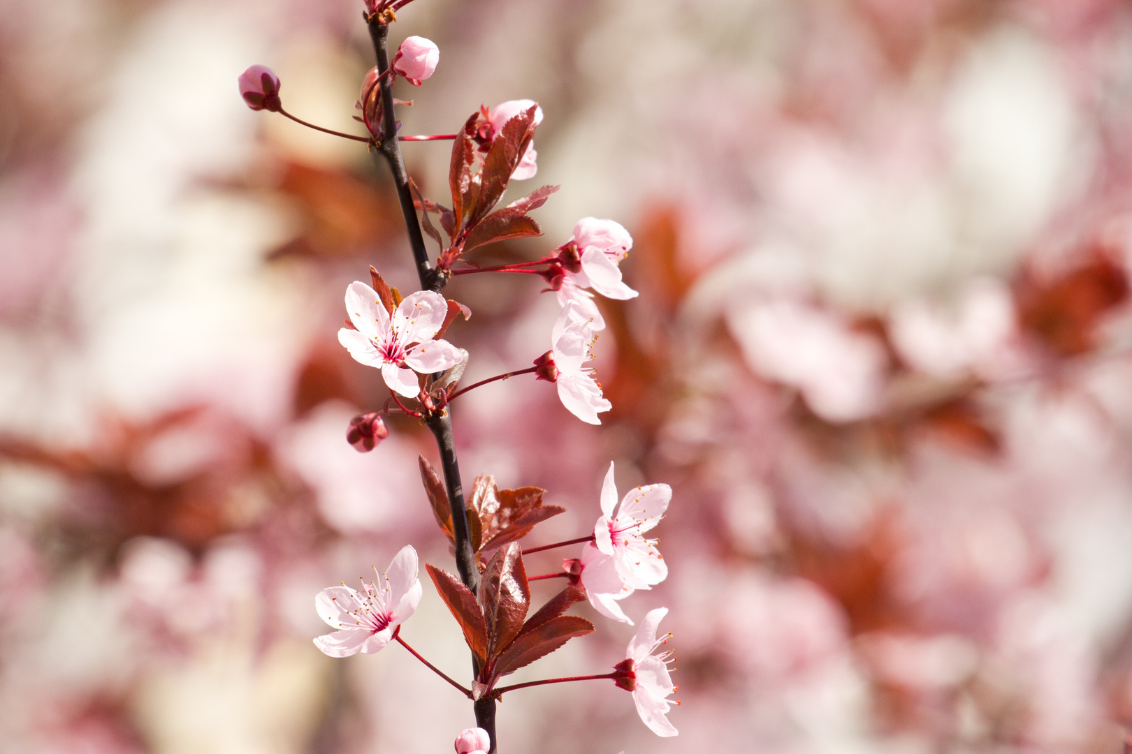 Frühling I