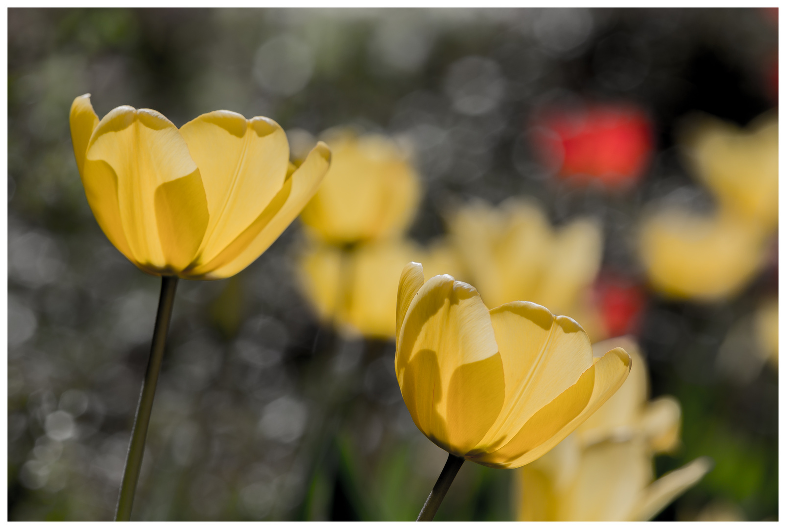 FRÜHLING I