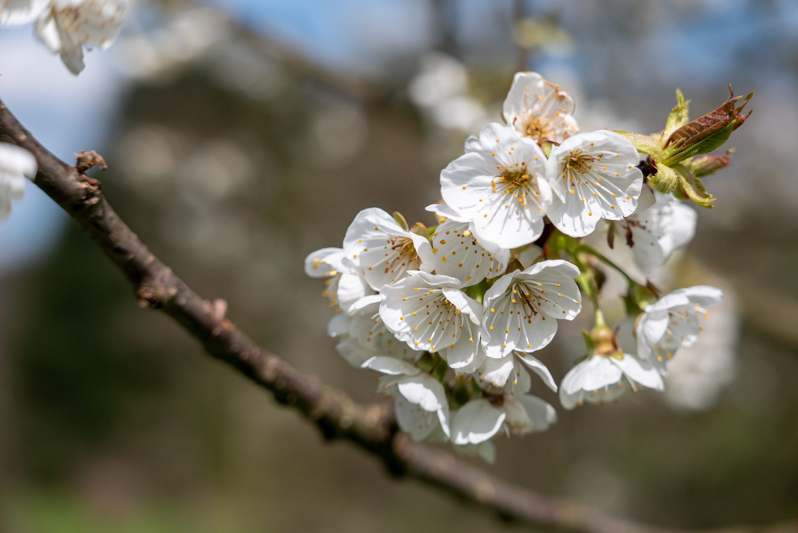 Frühling I