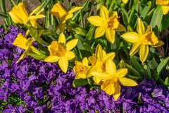 Frühling I