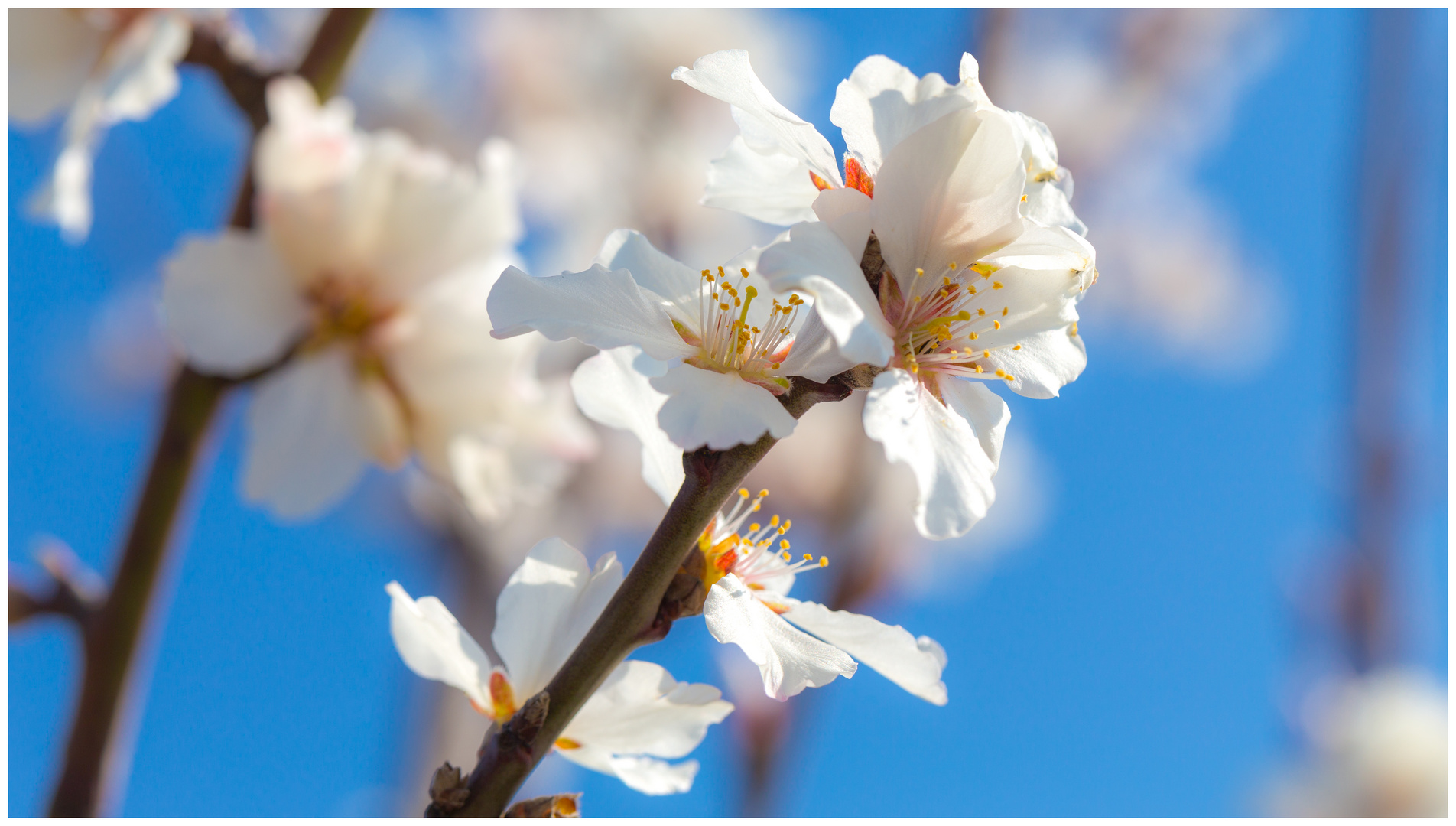 FRÜHLING I