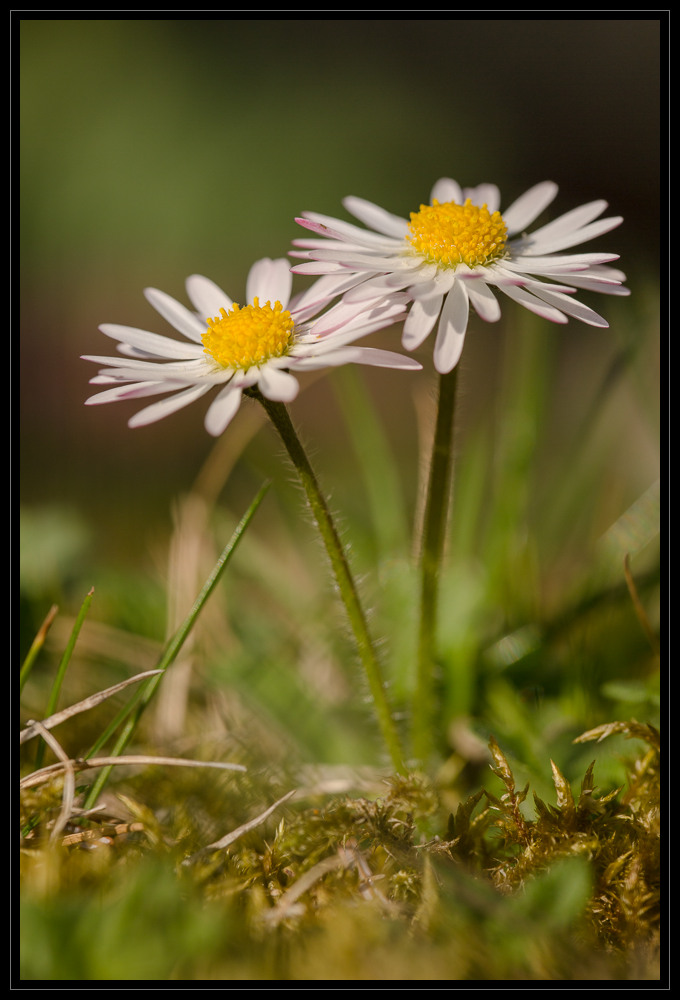 Frühling I