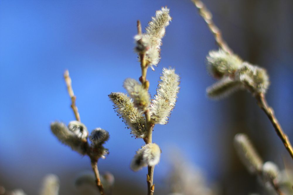 Frühling I