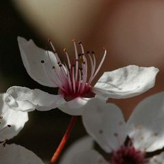 Frühling - ich bin bereit ...