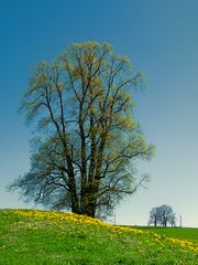 Frühling, - ich bin bereit.