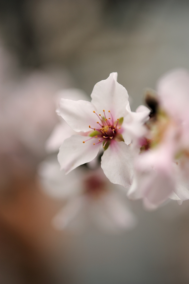 Frühling - ich komme