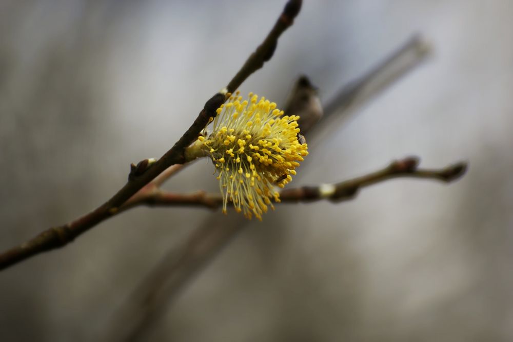 Frühling, ich komme