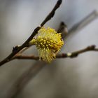 Frühling, ich komme