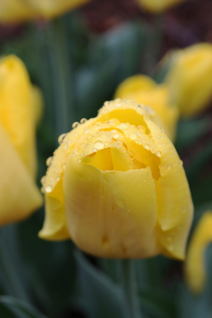 Frühling ... ich wär dann soweit!