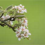 frühling-II...