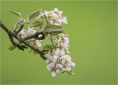 frühling-II...