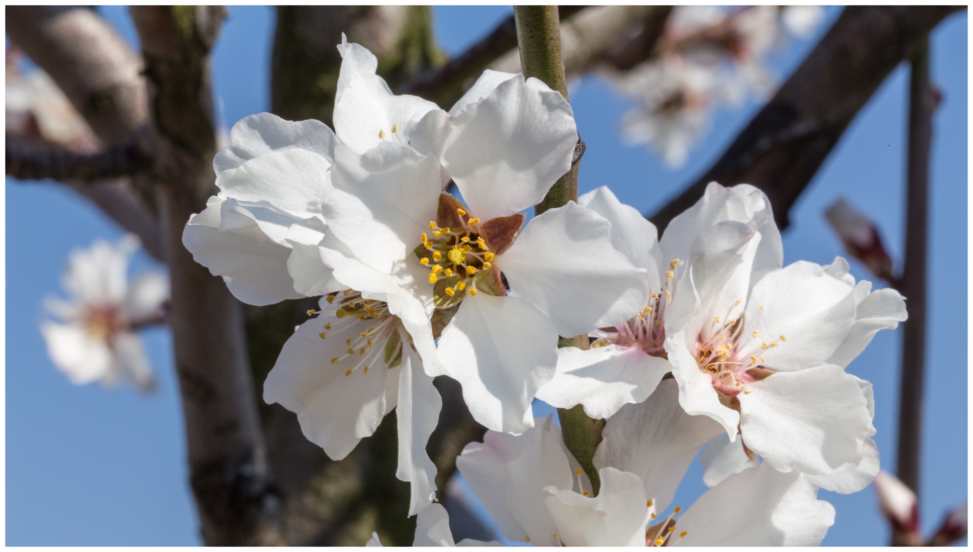 FRÜHLING II