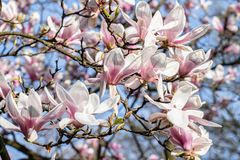 Frühling II