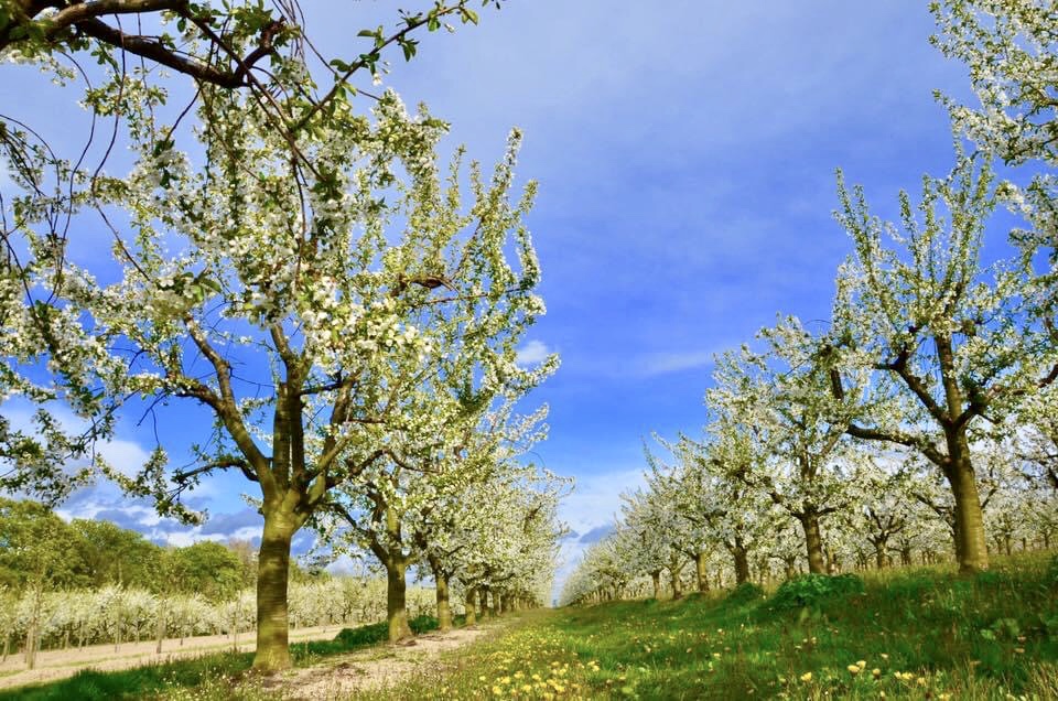 Frühling II