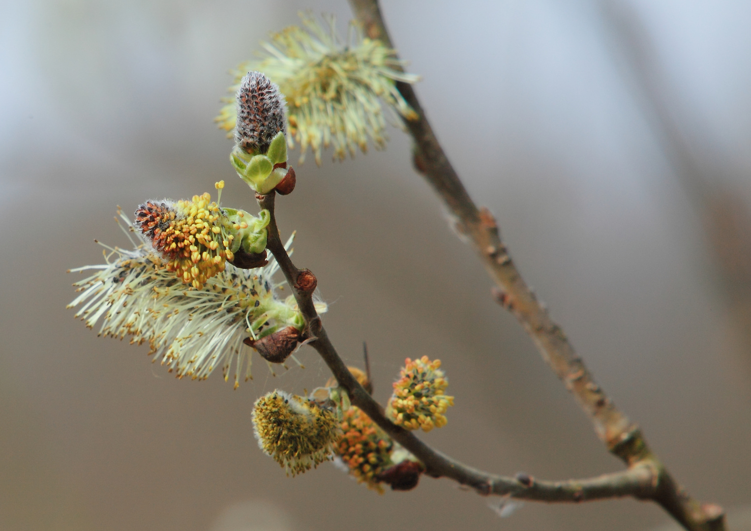 frühling II