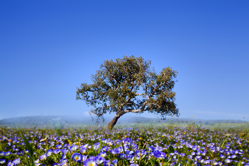 frühling...-II