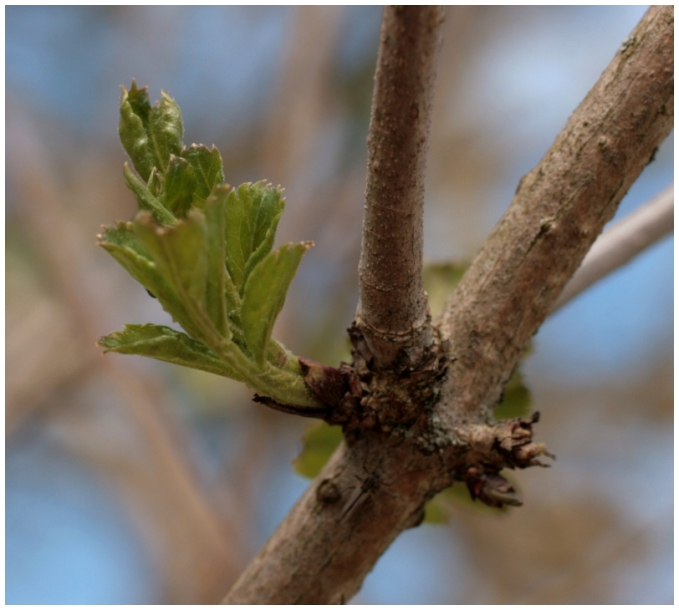 Frühling II