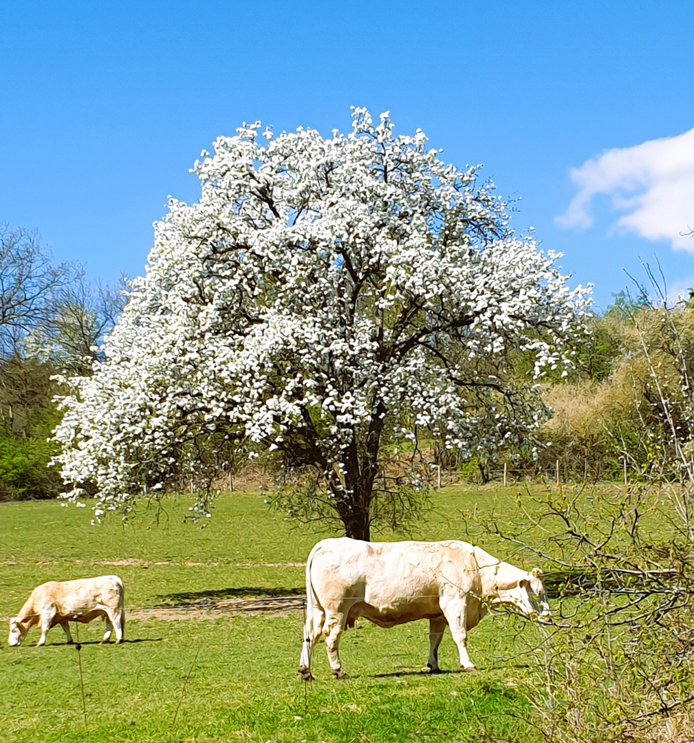 Frühling II