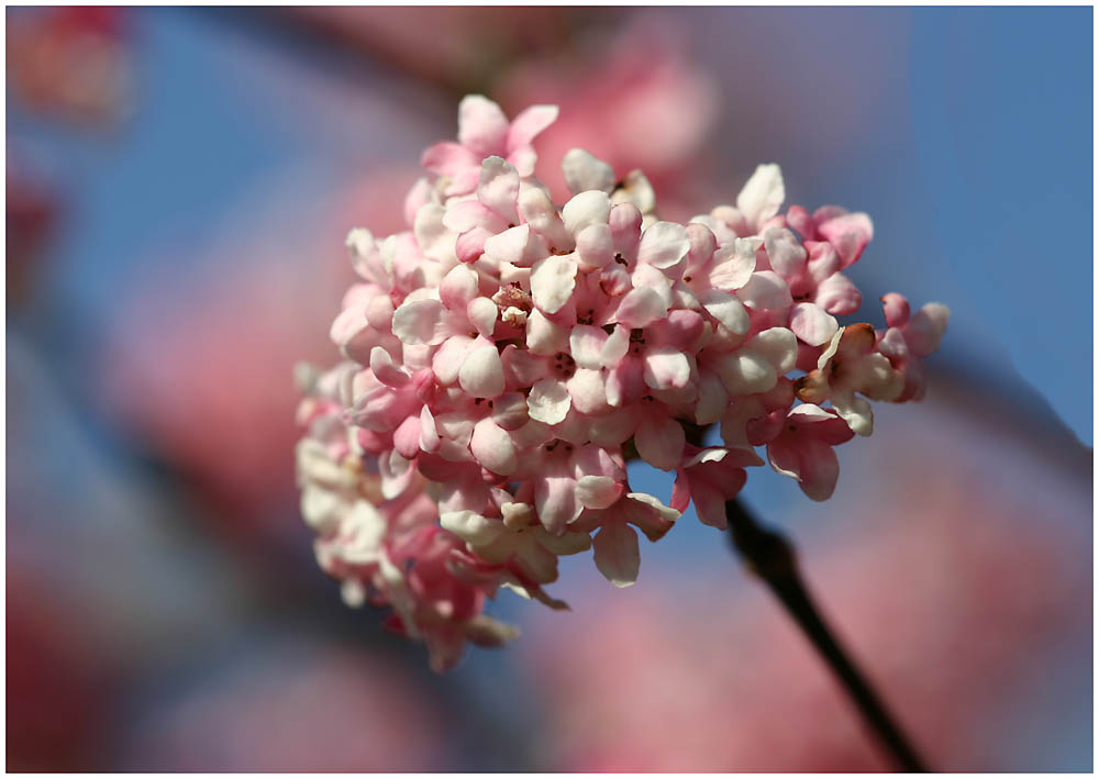 Frühling II