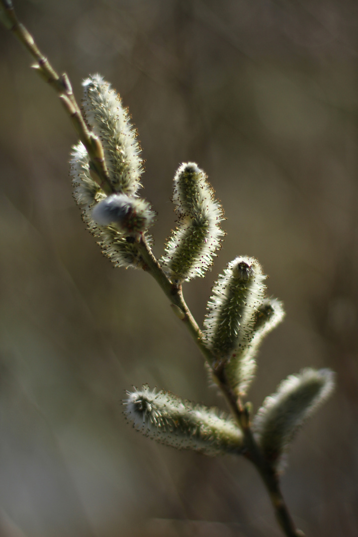 Frühling II