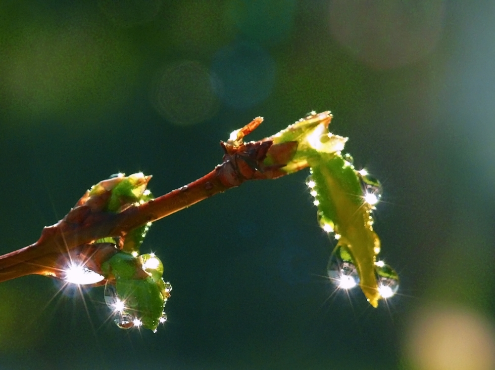 Frühling II