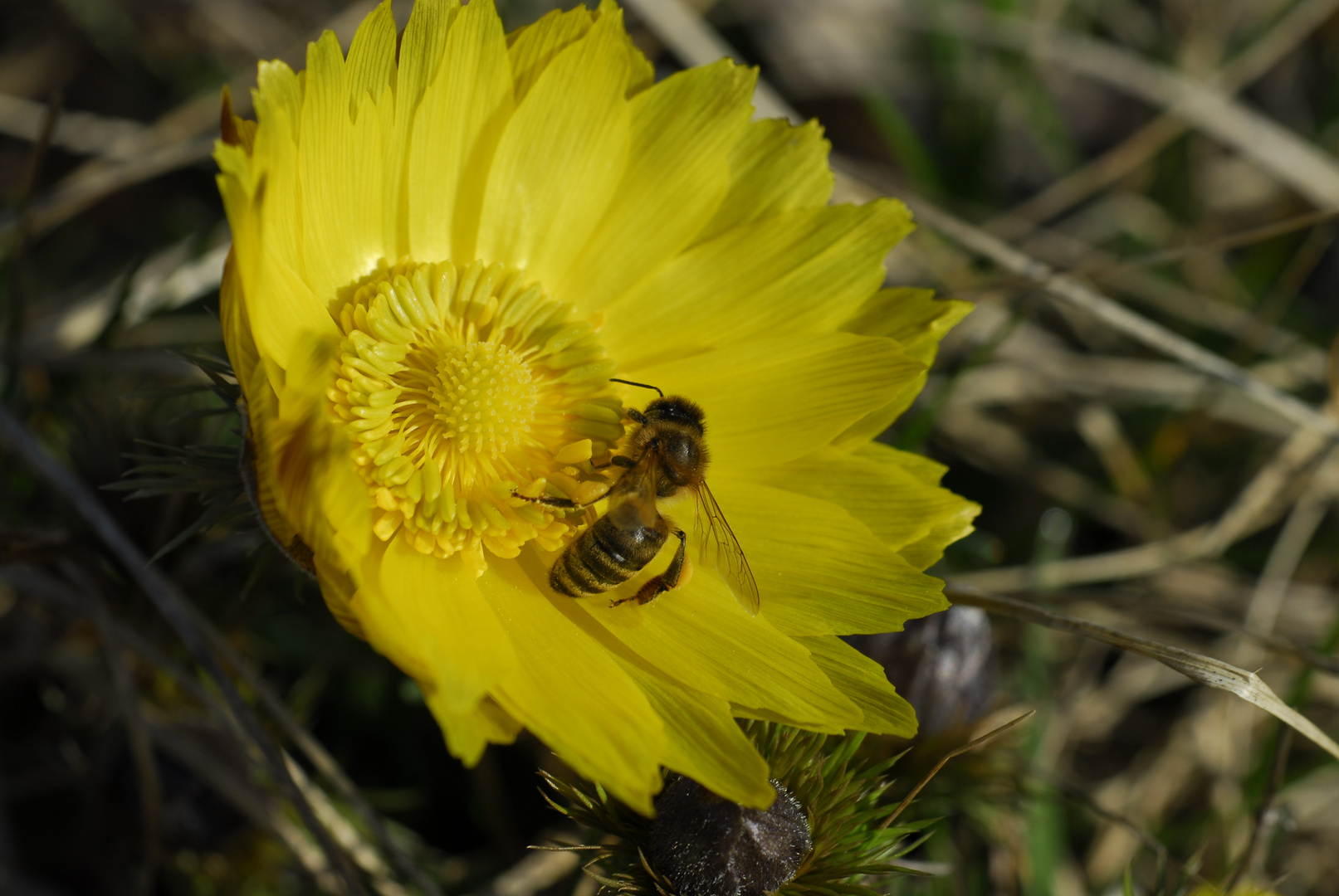 Frühling II