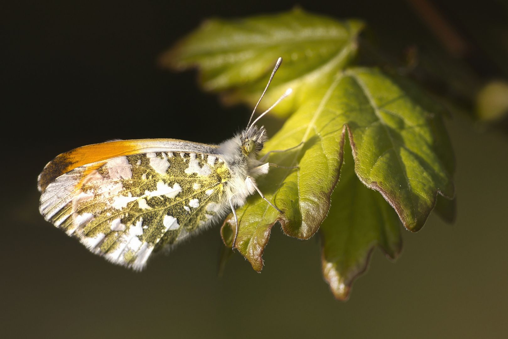 frühling II