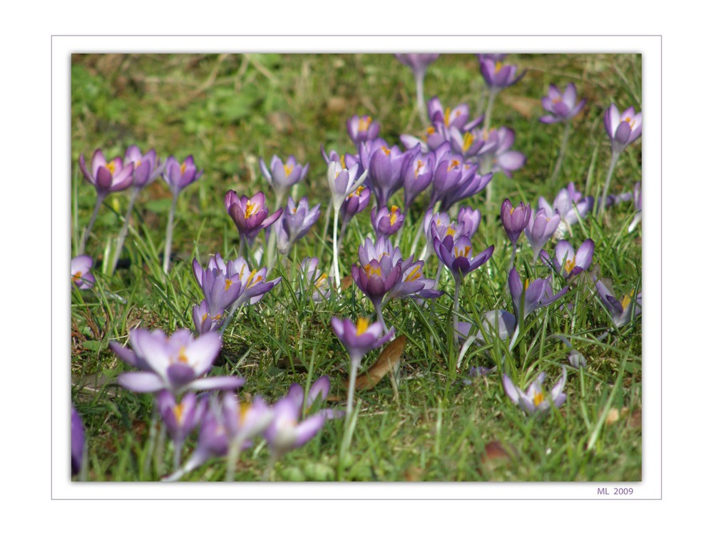 Frühling II by Martin Lehmann Fotografie