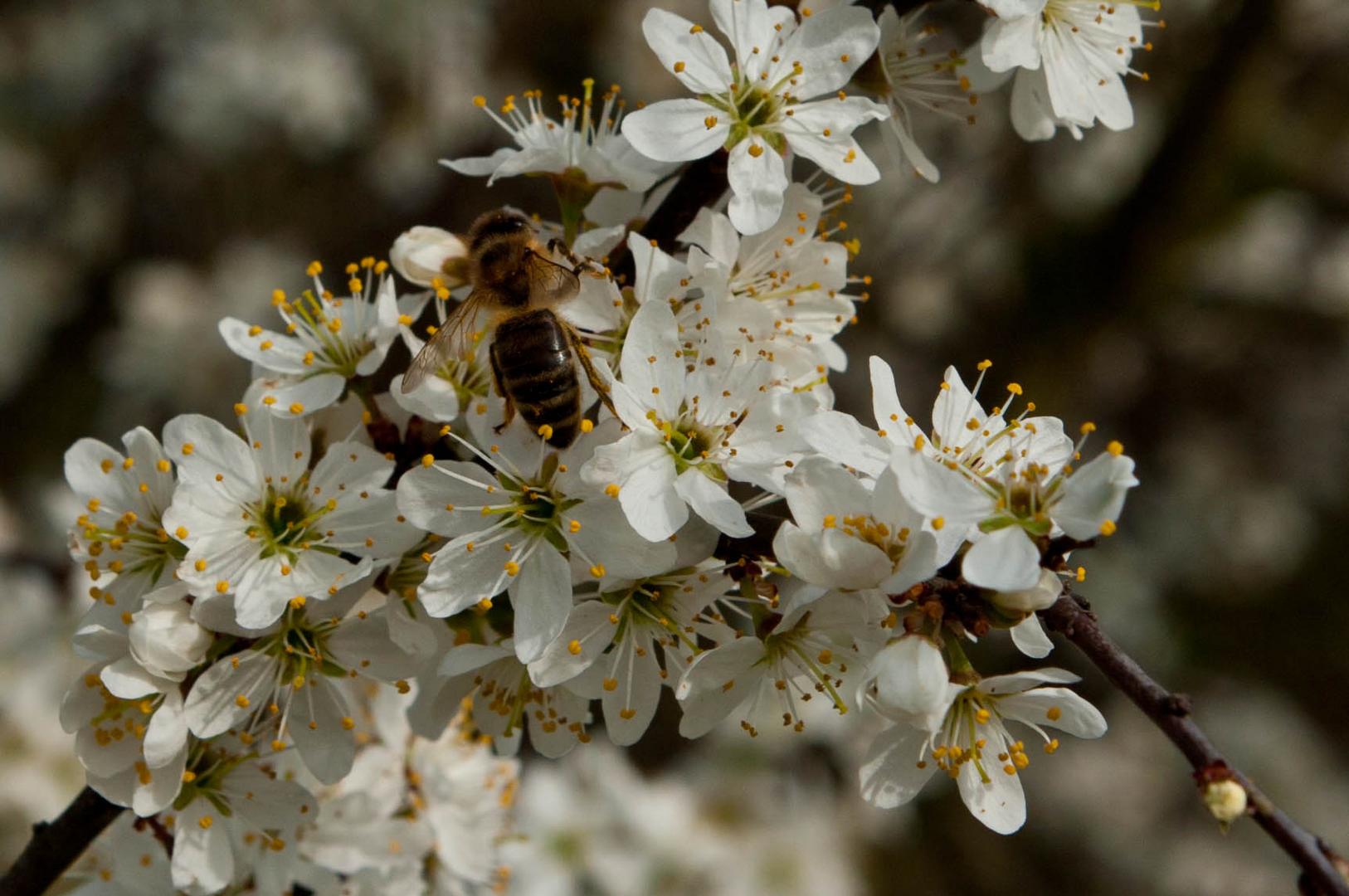 Frühling II