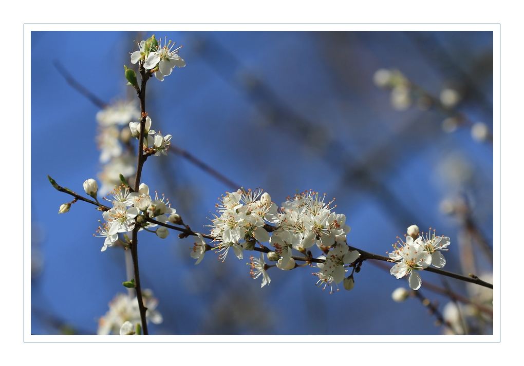 Frühling II