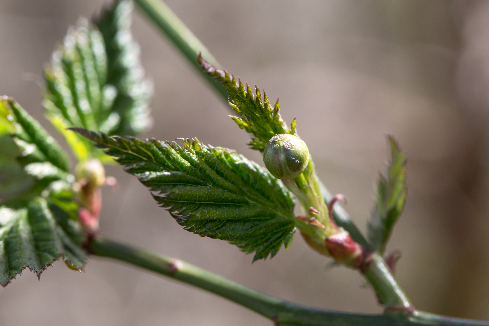 Frühling (II)