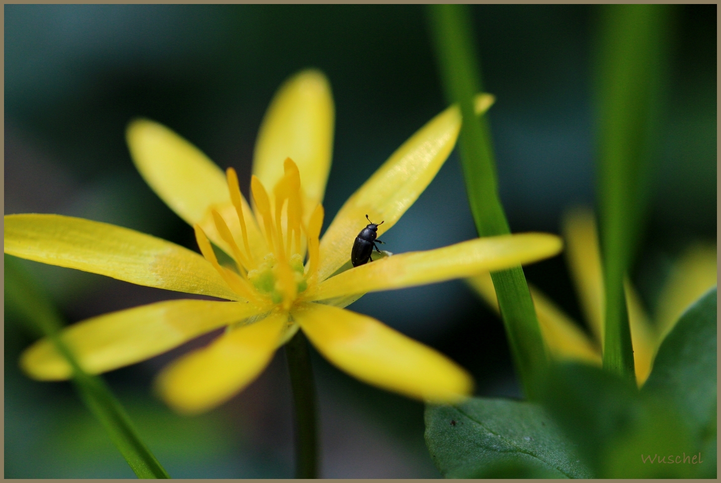 Frühling II