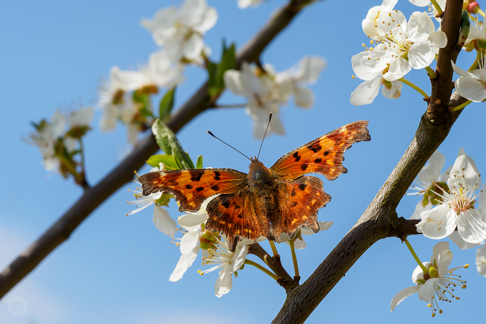 Frühling II